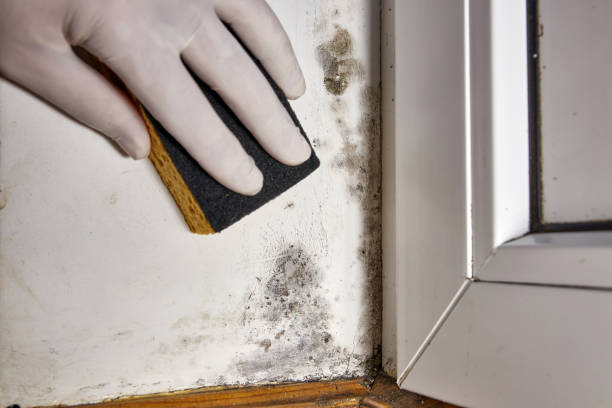 Trusted The Woodlands, TX Mold Removal Experts